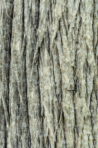 Bark tree texture. © ParinPIX