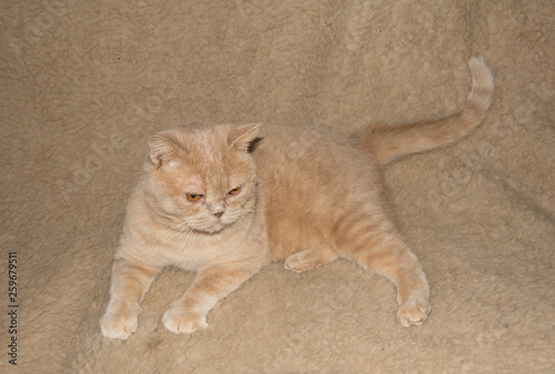 Peach colored cat. The Exotic Shorthair cat is a breed of cat developed to be a short-haired version of the Persian.