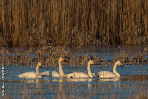Whooper Swans , Cygnus cygnus, in winter in germany photo
