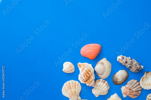 Seashells in the corner on a blue background