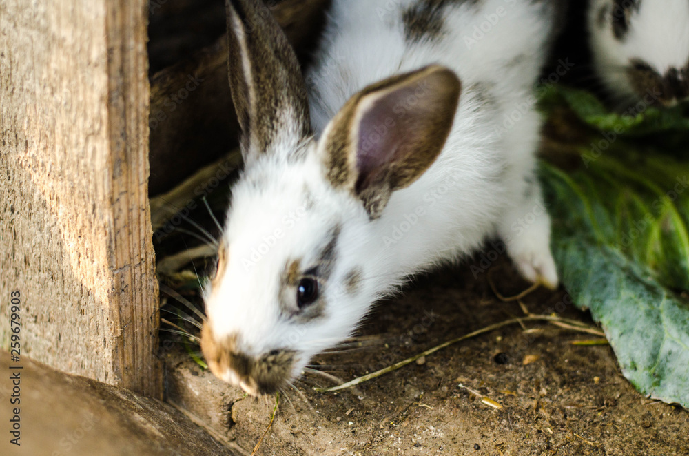 Obraz premium Cute Baby Rabbit