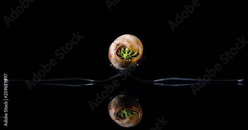 Fototapeta Naklejka Na Ścianę i Meble -  Escargots de Bourgogne - Snail Food with herbs butter, France gourmet dish