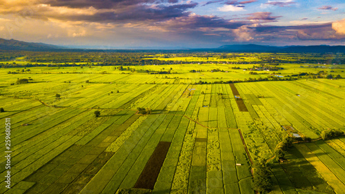 Aerial photos from drones see rice fields Of Phayao, Thailand