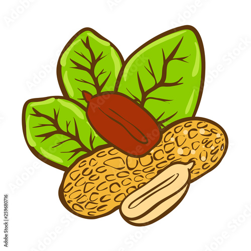 Peanut butter doodle vector icon. Cartoon illustration of peanut icon for web design. Nuts hand drawn emblems and labels isoleted on white backgraund