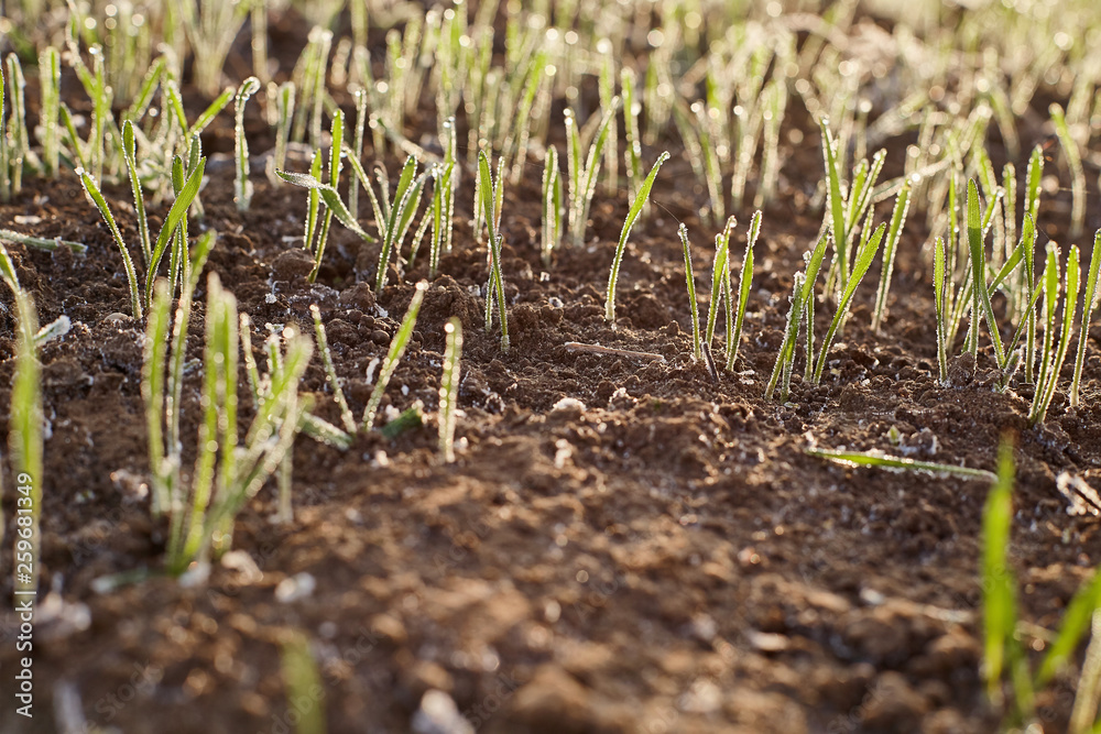 Young seedlings gain strength in the sun field of winter wheat Young seedlings gain strength in the sun field of winter wheat