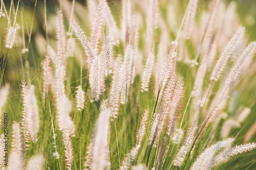 Beautiful Background of African fountain flower blooming grass field with sun light and blurry background in the morning