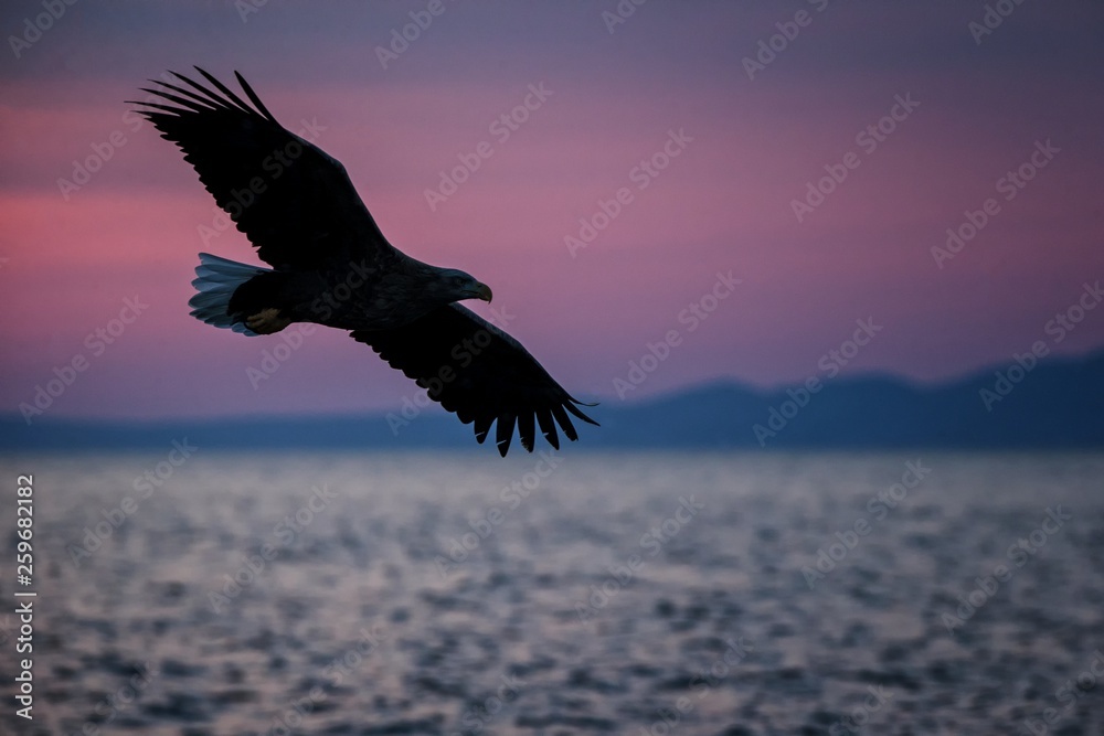 Naklejka premium White-tailed eagle in flight, eagle flying against pink sky in Hokkaido, Japan, silhouette of eagle at sunrise, majestic sea eagle, wildlife scene, wallpaper