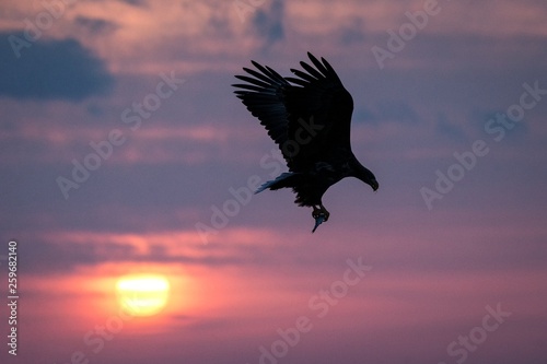 White-tailed eagle in flight, eagle with a fish which has been just plucked from the water in Hokkaido, Japan, silhouette of eagle with a fish at sunrise, majestic sea eagle, wildlife scene