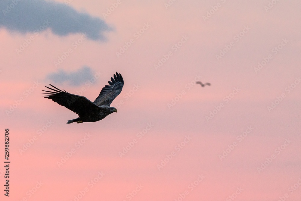 Fototapeta premium White-tailed eagle in flight, eagle flying against colorful sky with clouds in Hokkaido, Japan, silhouette of eagle at sunrise, majestic sea eagle, wildlife scene, wallpaper, bird isolated silhouette