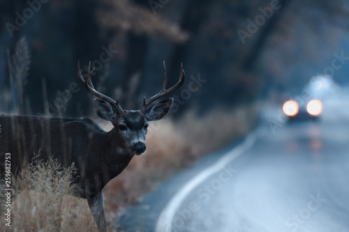 Male mule deer attempting to cross the road in Yosemite Valley in early morning