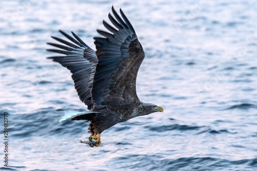White-tailed eagle in flight with fish plugged from sea at sunrise,Hokkaido, Japan, majestic sea eagle with big claws aiming to catch fish from water surface, wildlife scene,birding adventure