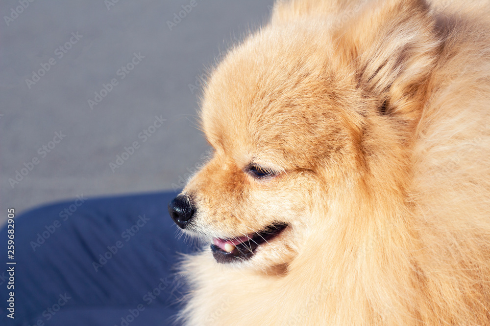 pomeranian spitz in profile close up pomeranian spitz in profile close up