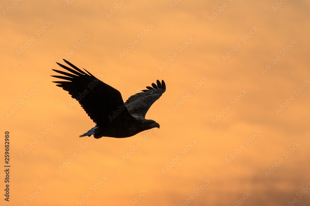 Fototapeta premium White-tailed eagle in flight, eagle flying against colorful sky with clouds in Hokkaido, Japan, silhouette of eagle at sunrise, majestic sea eagle, wildlife scene, wallpaper, bird isolated silhouette