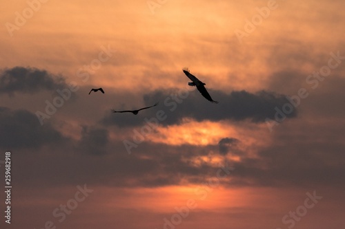 White-tailed eagle in flight, eagle flying against colorful sky with clouds in Hokkaido, Japan, silhouette of eagle at sunrise, majestic sea eagle, wildlife scene, wallpaper, bird isolated silhouette