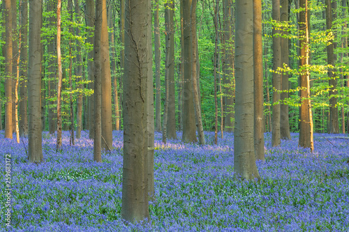 trees and bluebells in the forest