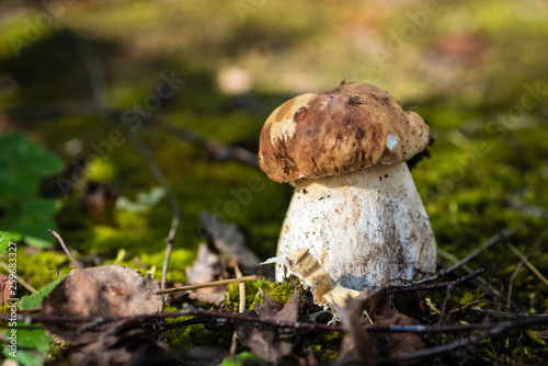 Mushrooms in natural environment