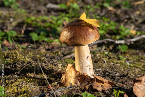 Mushrooms in natural environment