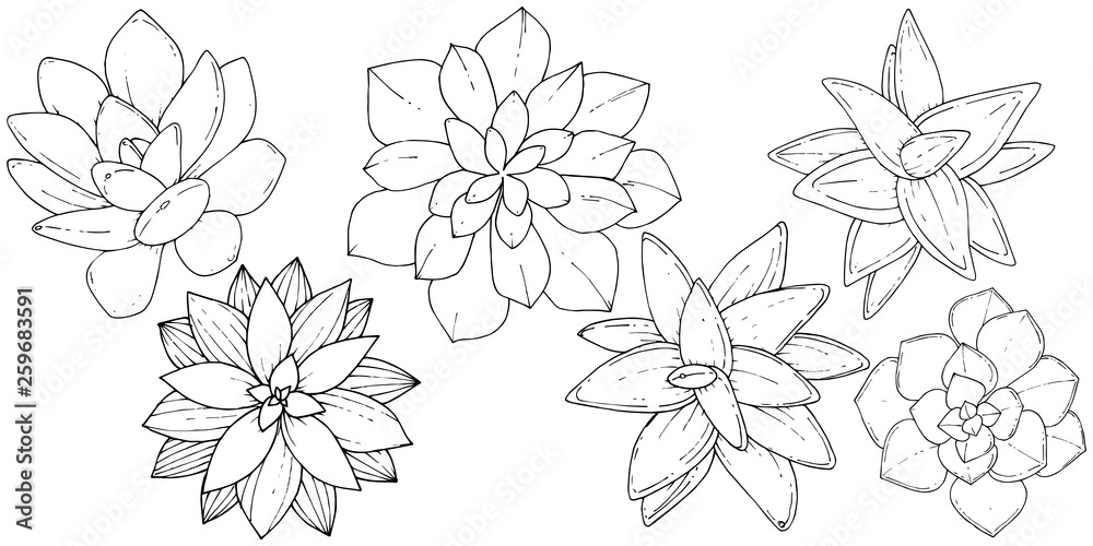 Vector Succulents floral botanical flower. Black and white engraved ink art. Isolated succulents illustration element.