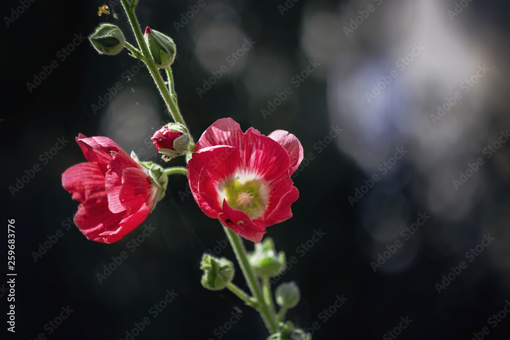 Red flowers with buds on a black background Red flowers with buds on a black background