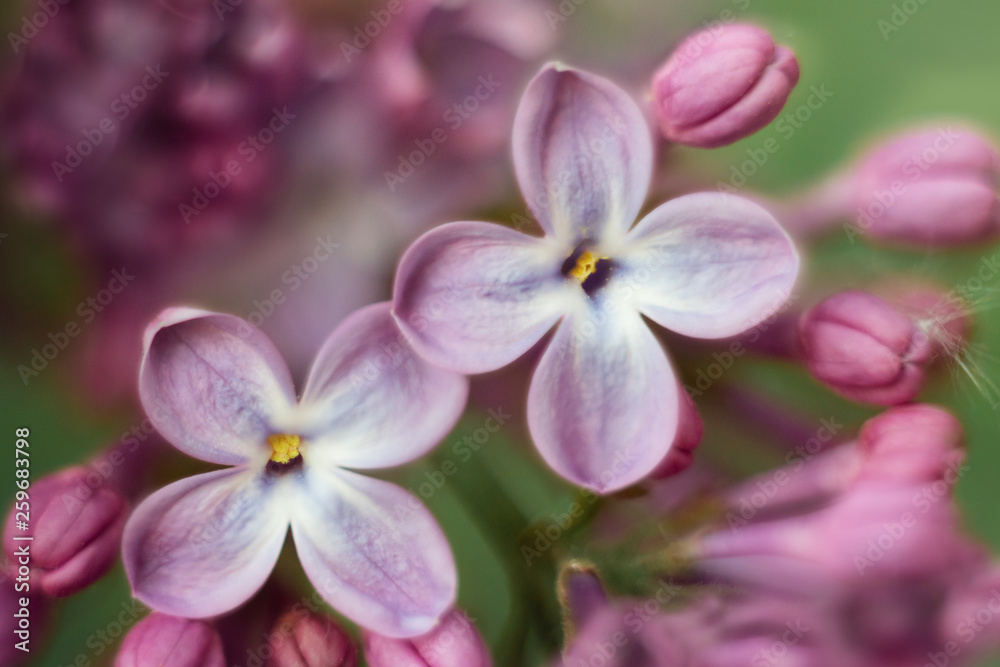 Closeup of two Syringa lilac flowers with four petals