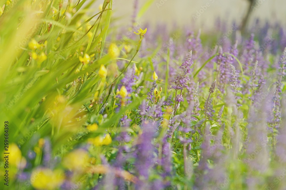 Beautiful Background of African fountain flower blooming grass field with sun light and blurry background in the morning