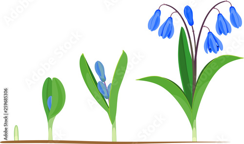 Life cycle of Siberian squill or Scilla siberica. Stages of growth from green sprout to flowering plant with green leaves and blue flowers