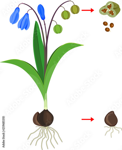 Scheme of vegetative and generative reproduction of Siberian squill or Scilla siberica plant isolated on white background