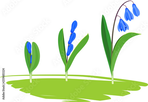 Life cycle of Siberian squill or Scilla siberica. Stages of growth from green sprout to flowering plant with green leaves and blue flowers