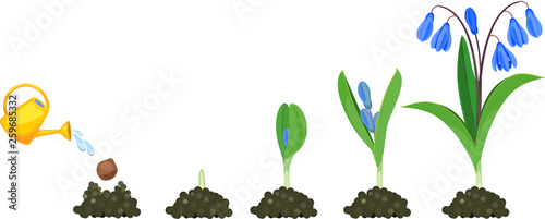 Life cycle of Siberian squill or Scilla siberica. Stages of growth from planting bulb to flowering plant with green leaves and blue flowers