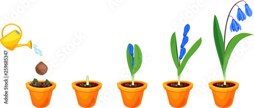 Life cycle of Siberian squill or Scilla siberica. Stages of growth from planting bulb to flowering plant with green leaves and blue flowers