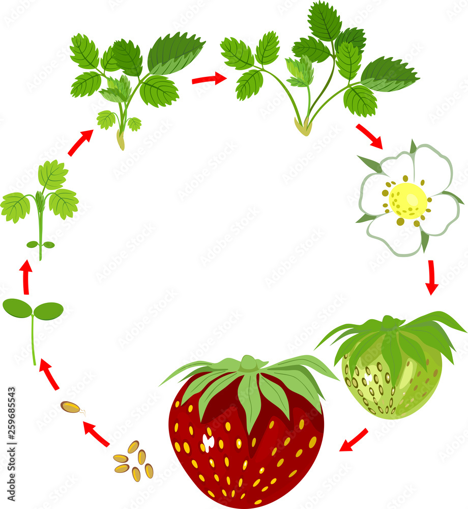 Life cycle of strawberry. Plant growth stage from seed to strawberry
