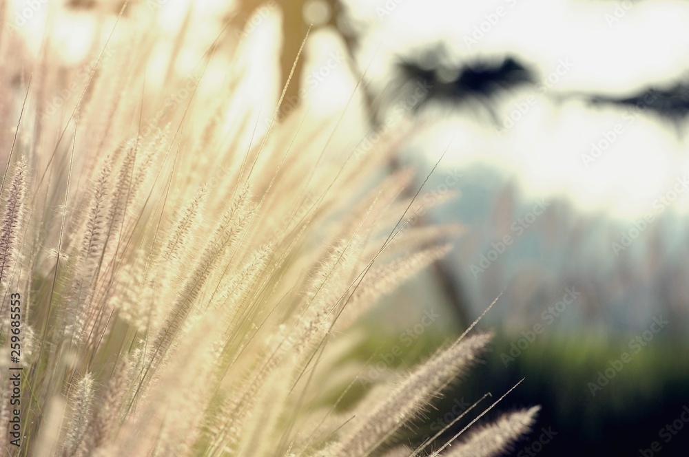 Beautiful Background of African fountain flower blooming grass field with sun light and blurry background in the morning Beautiful Background of African fountain flower blooming grass field with sun light and blurry background in the morning
