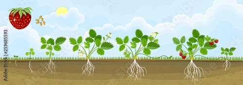 Life cycle of strawberry. Plant growth stage from seed to strawberry plant with ripe berries