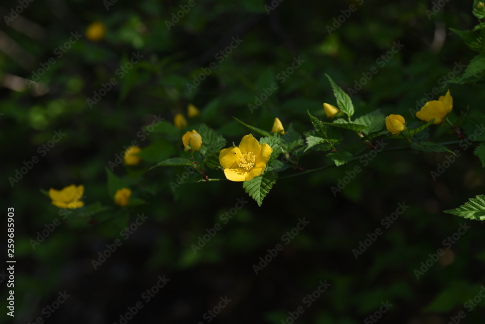 Japanese kerria (Kerria japonica) Japanese kerria (Kerria japonica)