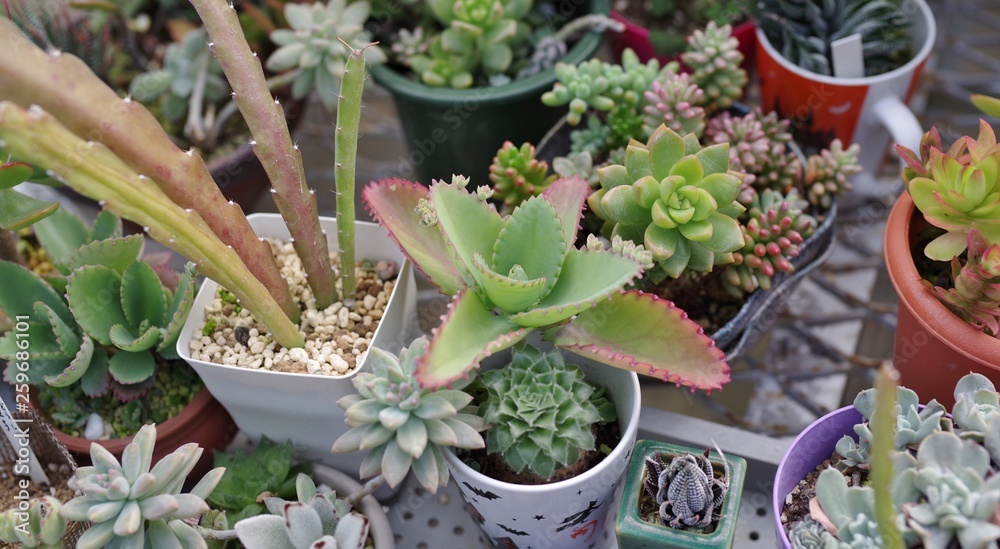 多肉植物の寄せ植えstock Photo Adobe Stock