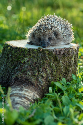 Hedgehog in nature, on the stump