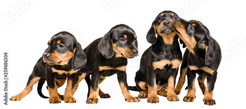 Photography Four lovely puppies together isolated on white background