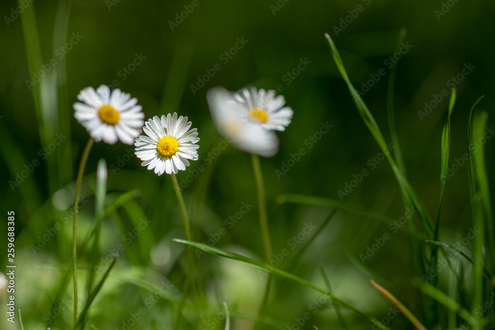 insecte herbes fleur nature champ champêtre arbre marguerites pâquerette insecte herbes fleur nature champ champêtre arbre marguerites pâquerette
