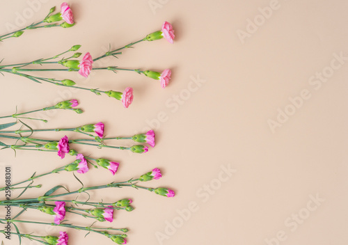 Pink carnation border. Cream background top view space for text