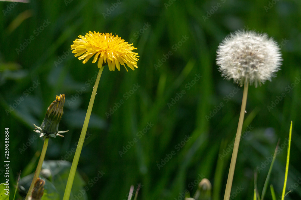 pissenlit graine vert herbe champ vent fleur pissenlit graine vert herbe champ vent fleur
