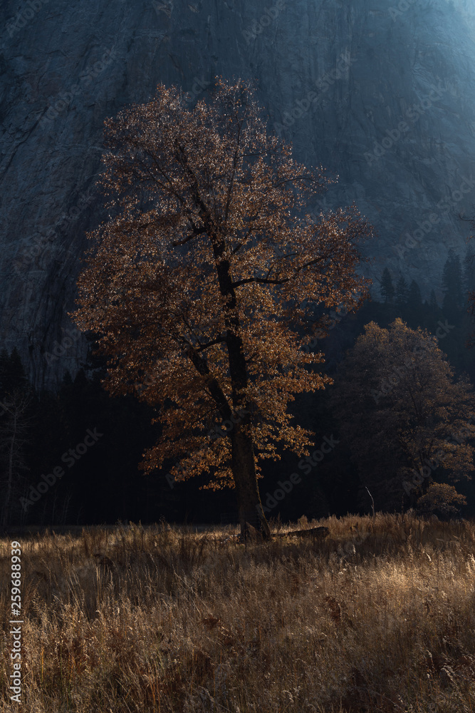 Fototapeta premium Ethereal autumn sun illuminates colorful foliage in Yosemite Valley, Yosemite National Park