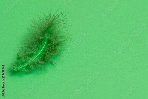 Obraz na plátně Single green feather against a green background
