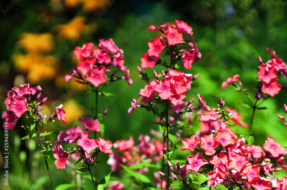 Phlox Bush in the garden Phlox Bush in the garden
