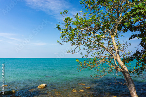 Fototapeta Naklejka Na Ścianę i Meble -  Ocean blue sky at the beach and tree with copy space for background