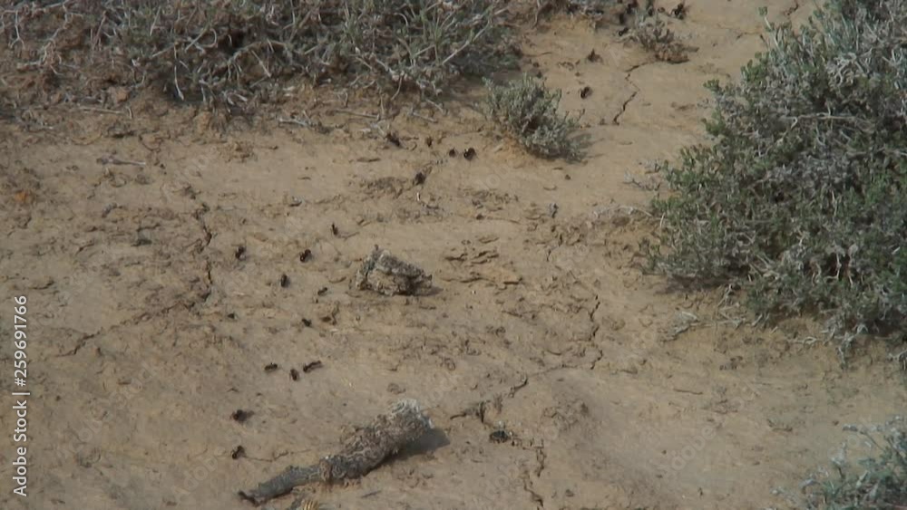 Western Kazakhstan. Ustyurt Plateau. A colony of ants. Western Kazakhstan. Ustyurt Plateau. A colony of ants.