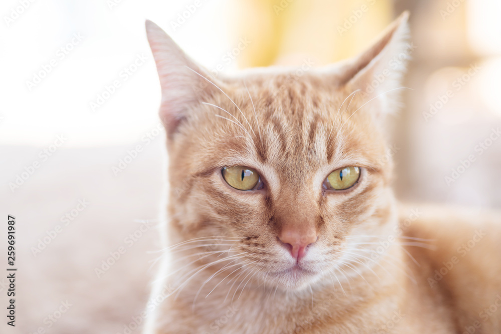 Close up of ginger cat with yellow eyes looking something, cute pets