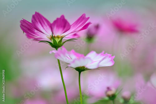 Pink flower in the garden