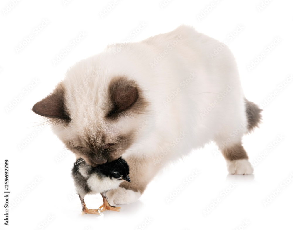 Obraz premium birman kitten and chick