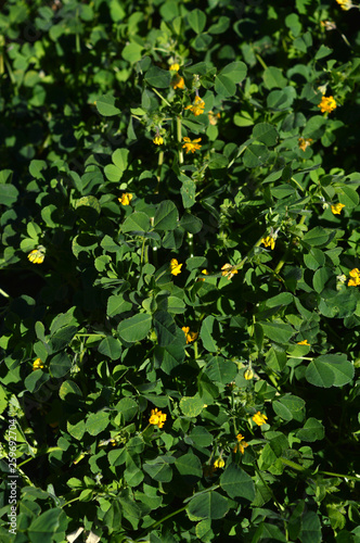 Close-up of a California Burclover in Bloom, Burr Medic, Medicago Polymorpha, Nature, Macro