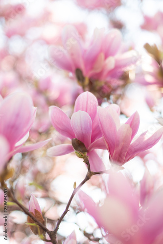 Beautiful flowering magnolia tree. Springtime outdoor scene. © Olha Sydorenko